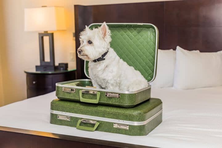 Pet Friendly 165 of 266