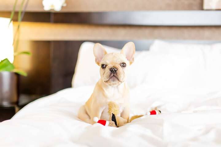 Pet Friendly 164 of 266